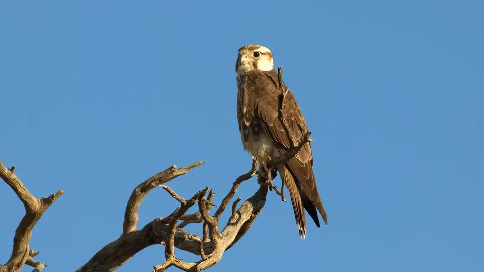208.2LannerFalconIMG_1239.jpg