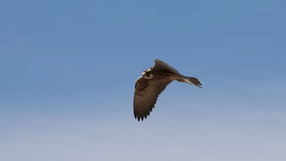 208.2LannerFalconIMG_2088.jpg