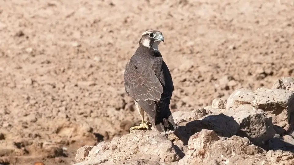 208.2LannerFalconIMG_2091.jpg