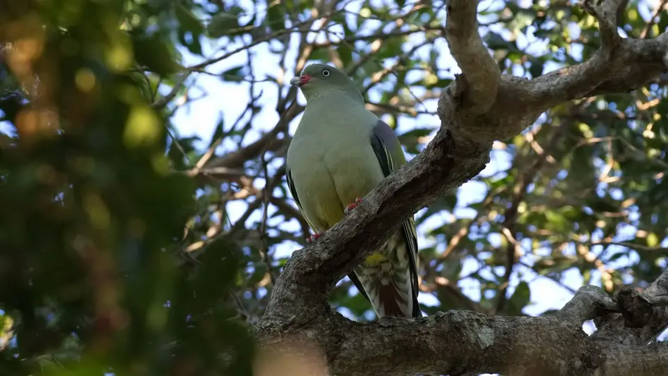 218.3AfricanGreenPigeonIMG_2026.jpg
