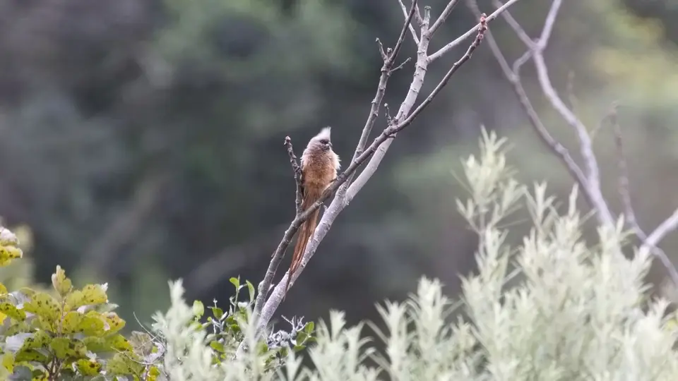 264.1SpeckledMousebirdIMG_1499.jpg