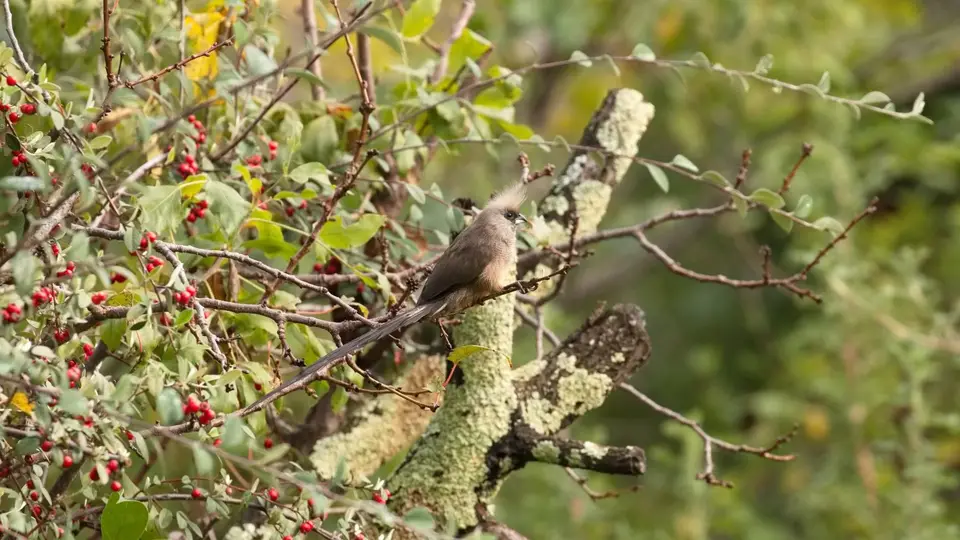 264.1SpeckledMousebirdIMG_6560.jpg