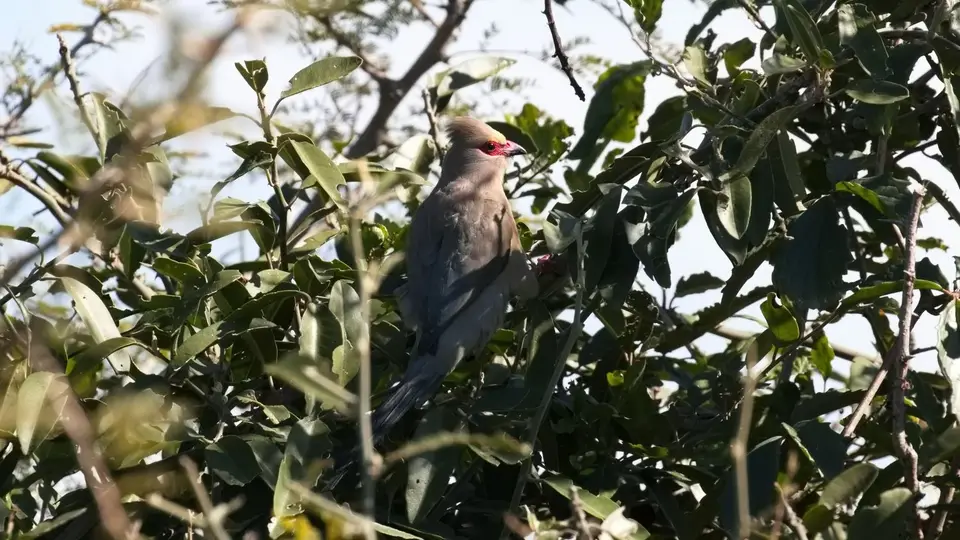 264.3RedFacedMousebirdIMG_8996.jpg