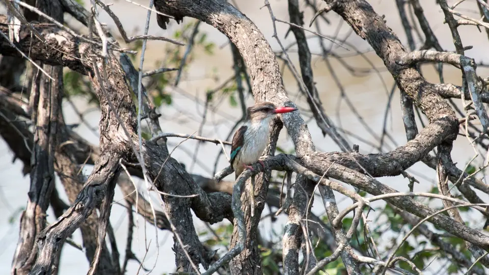 272.2StripedKingfisher.jpg