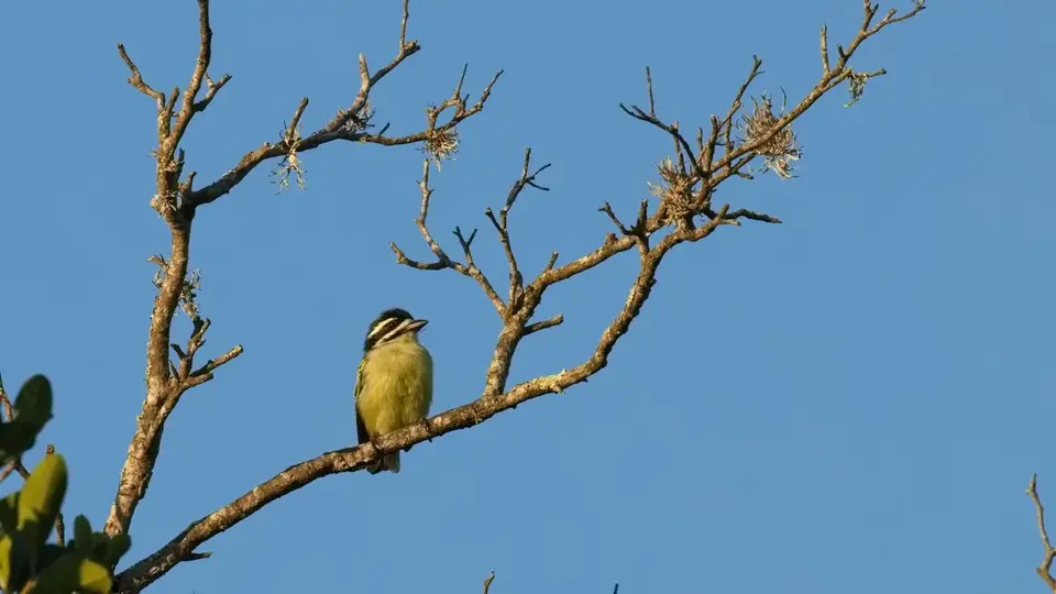 284.1Golden-rumpedTinkerbirdIMG_1867.jpg