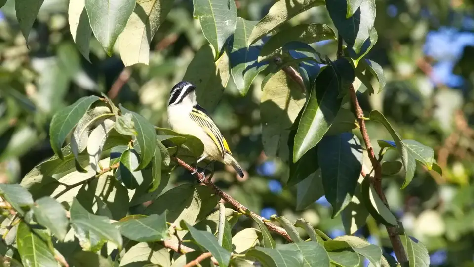 284.1Golden-rumpedTinkerbirdIMG_2049.jpg
