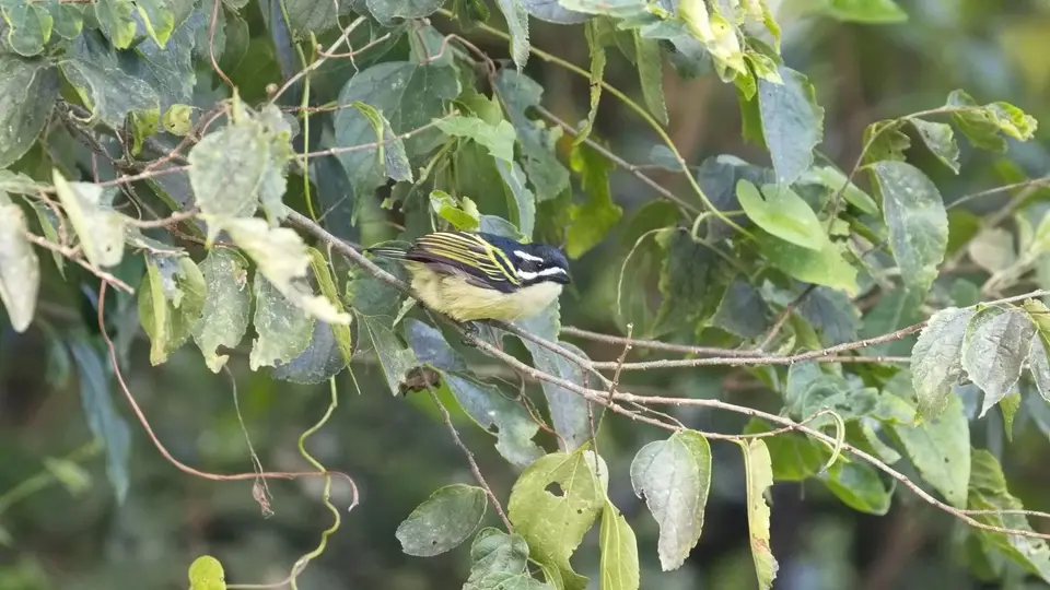284.1Golden-rumpedTinkerbirdIMG_2386.jpg