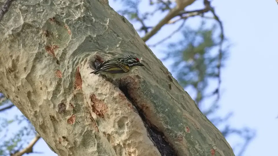 286.2RedfrontedTinkerbirdIMG_9793.jpg