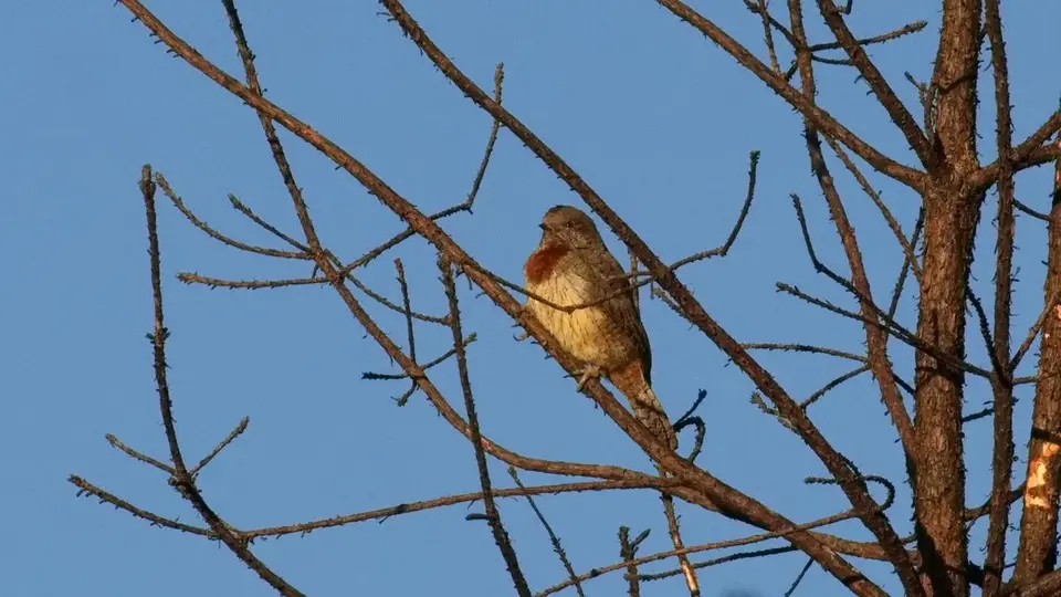 290.4Red-throatedWryneckIMG_0488.jpg