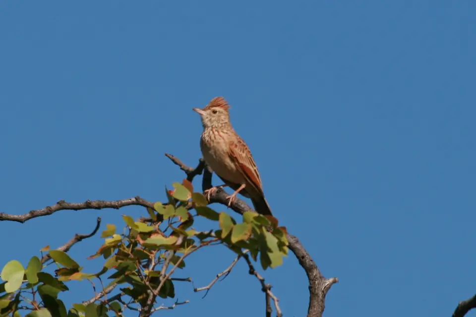 296.3Rufus-napedLark.JPG