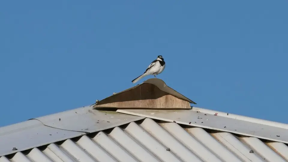 314.4AfricanPiedWagtailIMG_2006.jpg