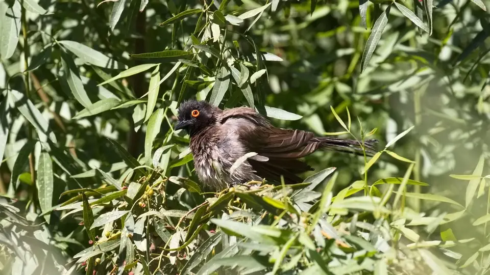 326.2Red-eyedBulbulIMG_0035.jpg