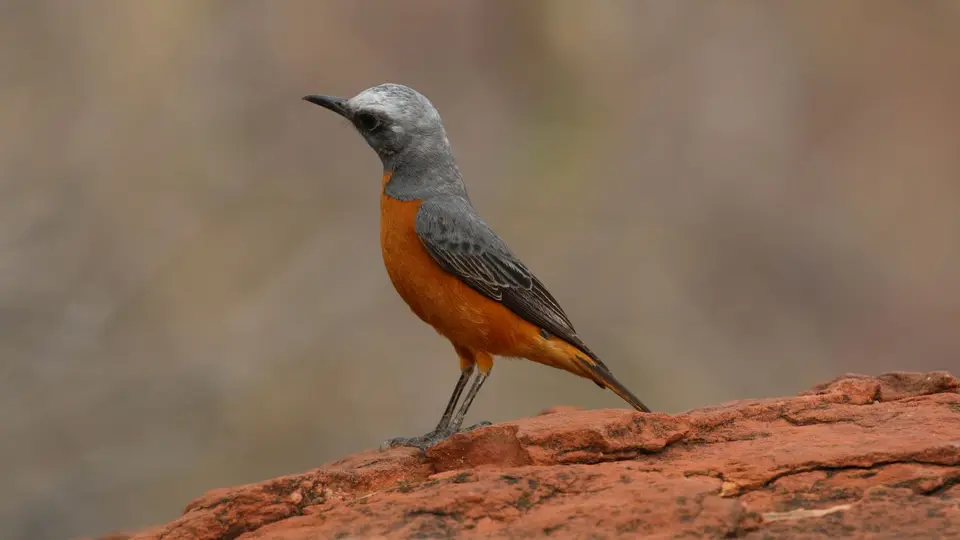334.1Short-toedRockThrush.JPG