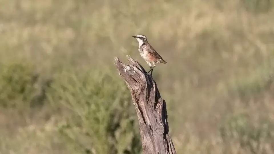 338.3CappedWheatearIMG_1514.jpg