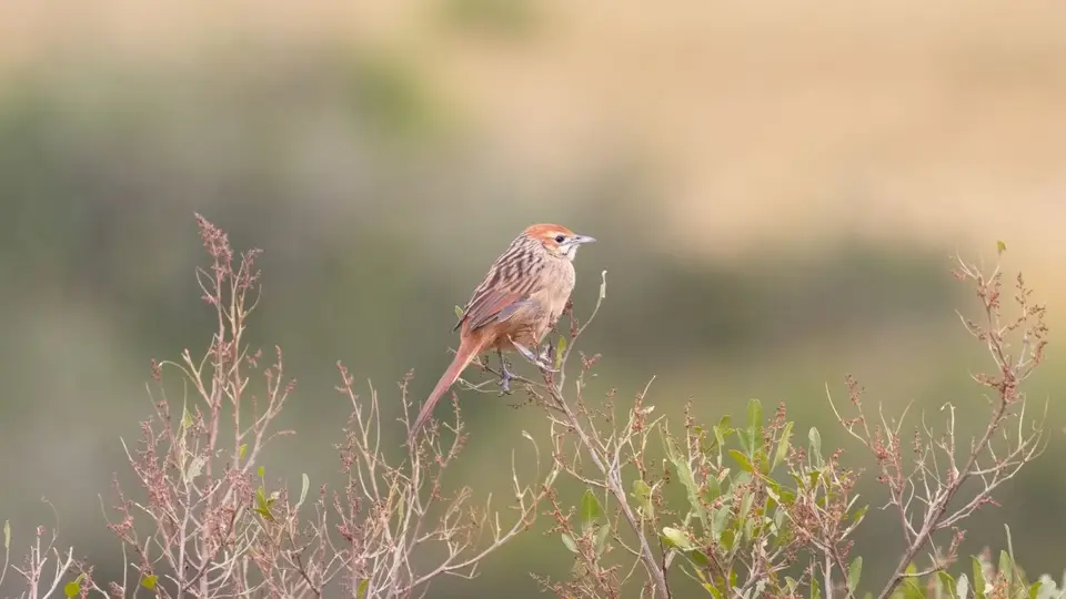 368.2CapeGrassbirdIMG_1431.jpg