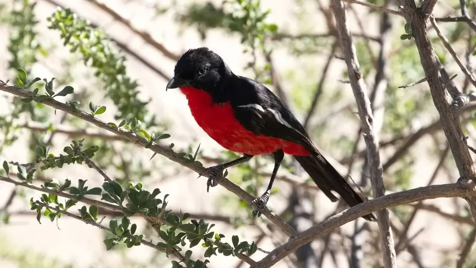 394.5CrimsonBreastedShrikeIMG_0855.jpg