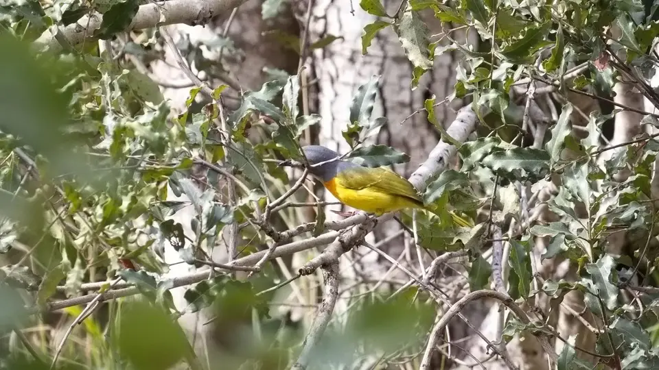 398.3Orange-breastedBush-ShrikeIMG_9958.jpg