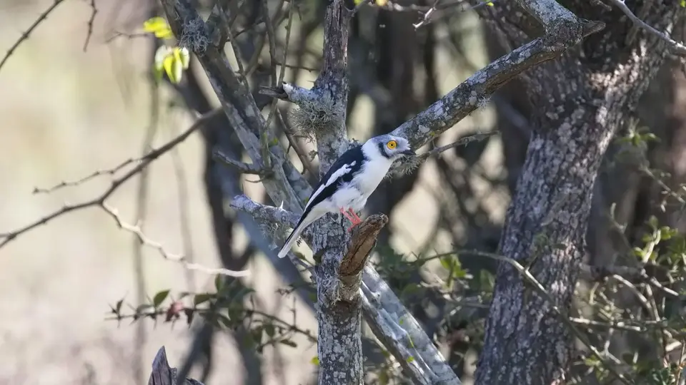 400.5WhiteHelmetShrikeIMG_112.jpg