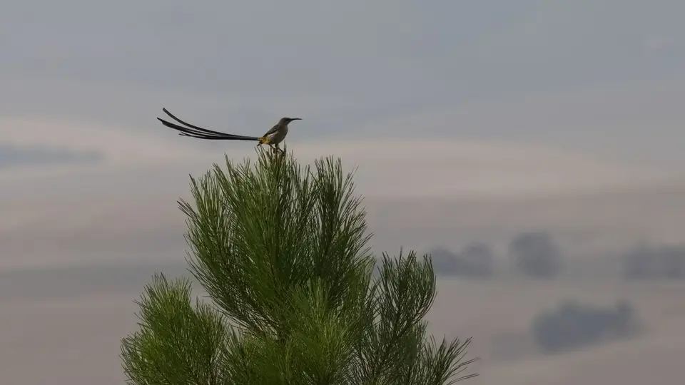 408.1CapeSugarbirdIMG_9228.jpg
