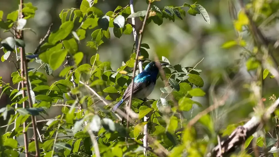414.1White-belliedSunbirdIMG_9038.jpg