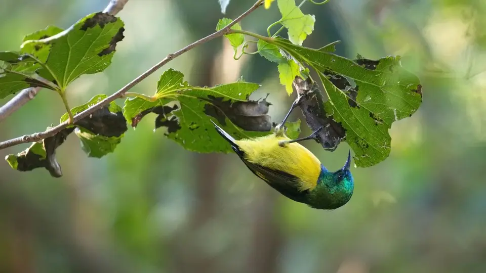 414.2CollaredSunbirdIMG_0222.jpg