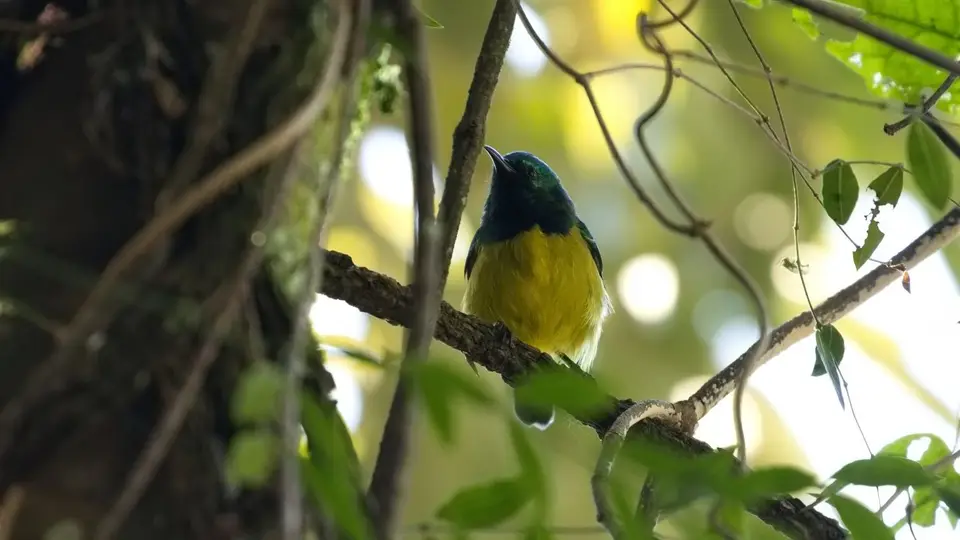 414.2CollaredSunbirdIMG_6797.jpg