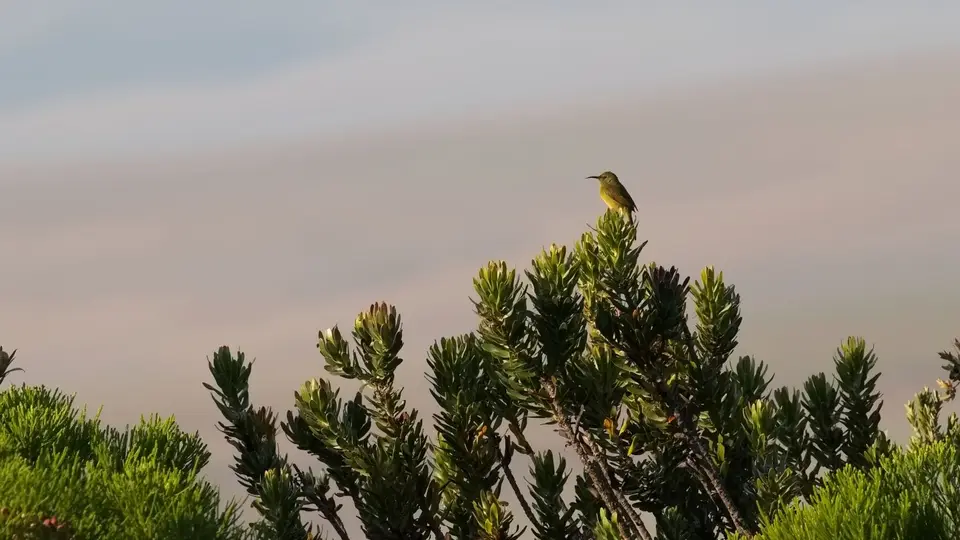 420.3Orange-breastedSunbirdIMG_9389.jpg