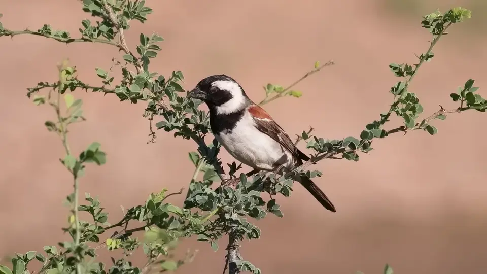 426.3CapeSparrowIMG_1337.jpg