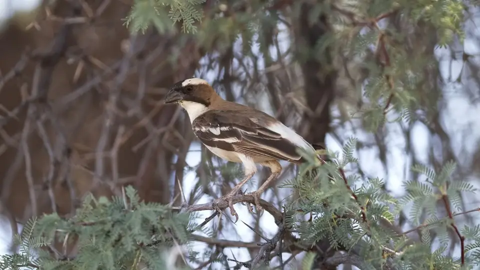 426.5White-browedSparrowweaverIMG_0858.jpg
