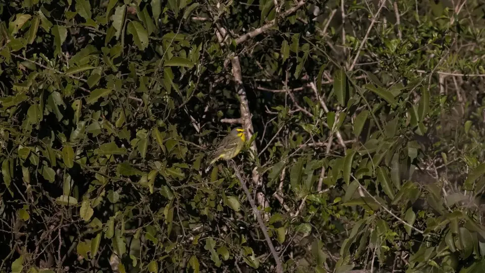 456.1YellowEyedCanaryIMG_9218.jpg