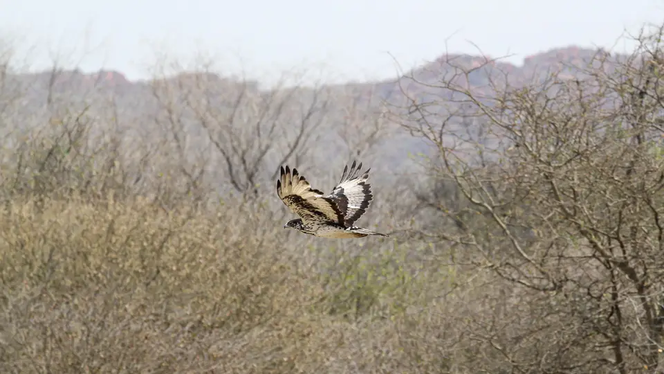 ArficanHawkEagle.jpg