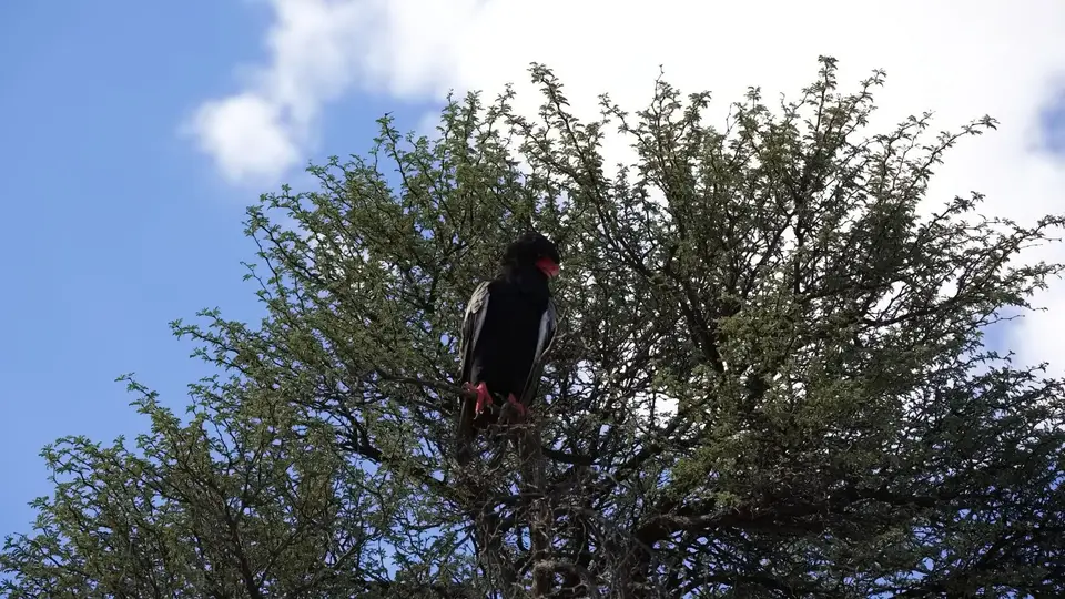 Bateleur6II9923.jpg