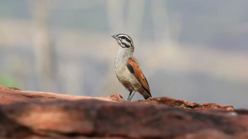 CapeBunting.jpg