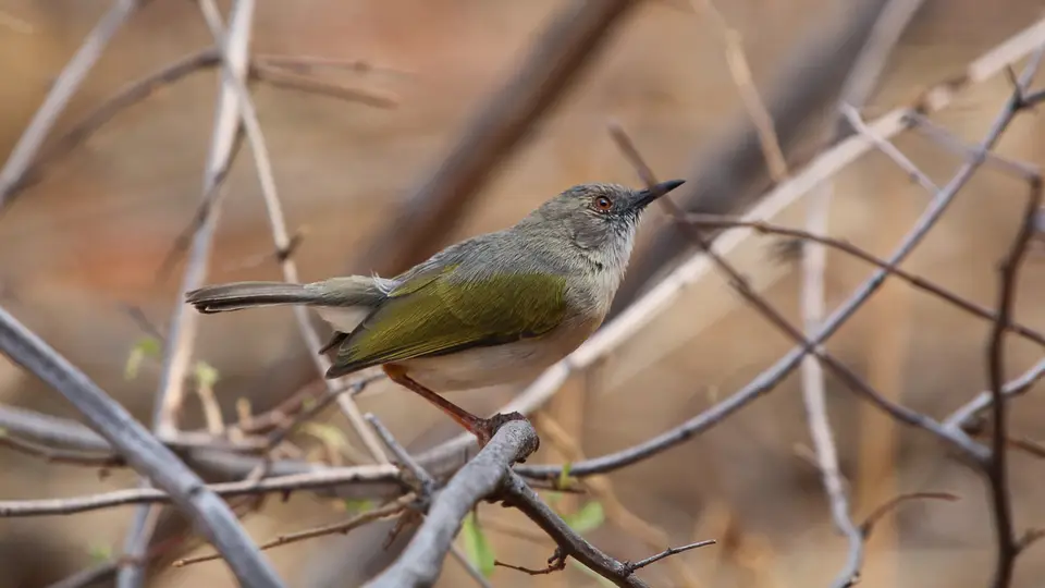 Grey-backedCamaroptera.jpg