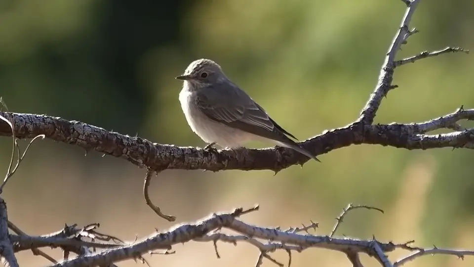 GreyTitFlycatcher2012SA1751.jpg