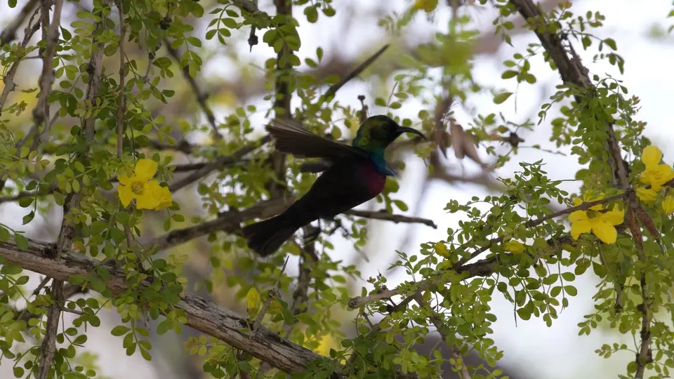 IMG_0010418.1MaricoSunbird.jpg