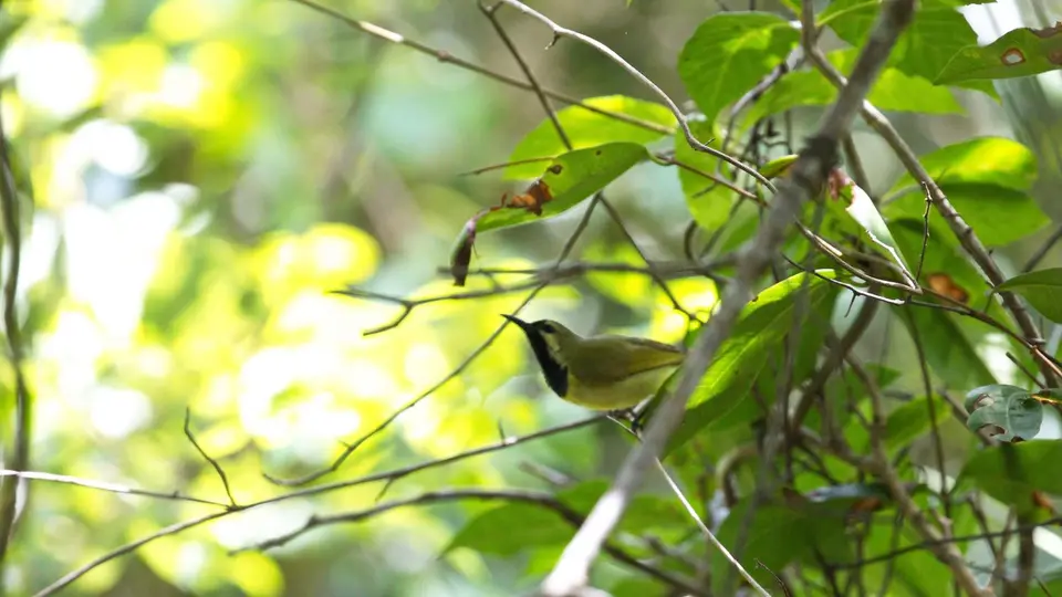 IMG_0025233.2Plain-backedSunbird.jpg