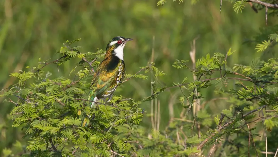 IMG_0033228.2DiederikCuckoo.jpg