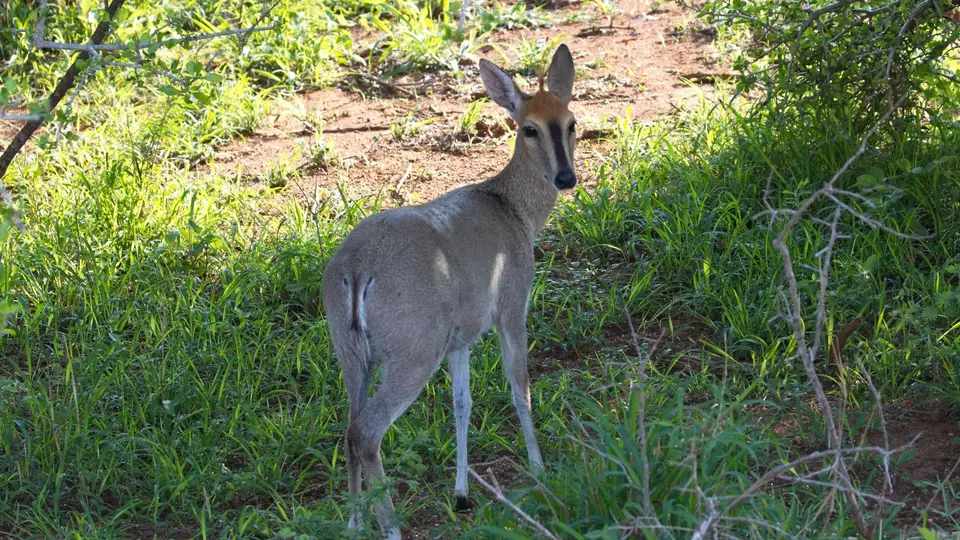 IMG_0046CommonDuiker.jpg