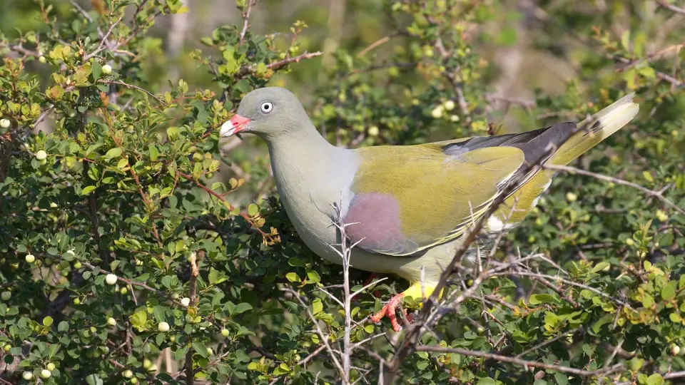 IMG_0102218.3AfricanGreenPigeon.jpg