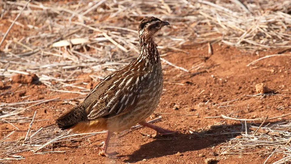 IMG_0104050.2CrestedFrancolin.jpg