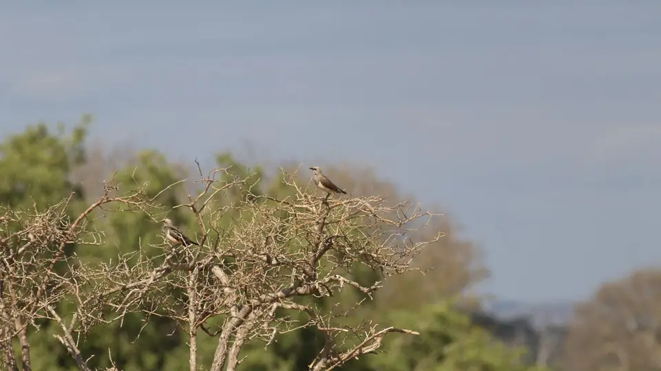 IMG_0125253.4Fischer'sStarling.jpg