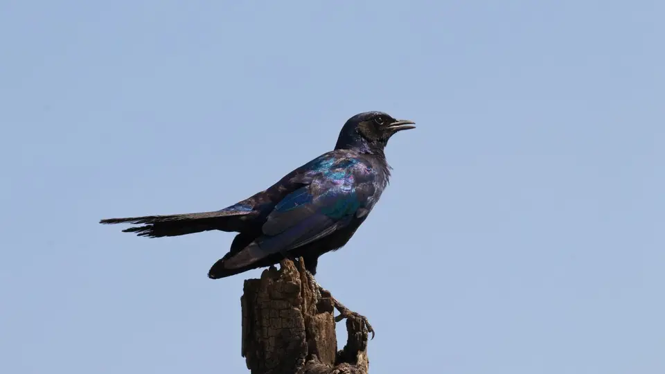 IMG_0135404.5Burchell'sGlossyStarling.jpg