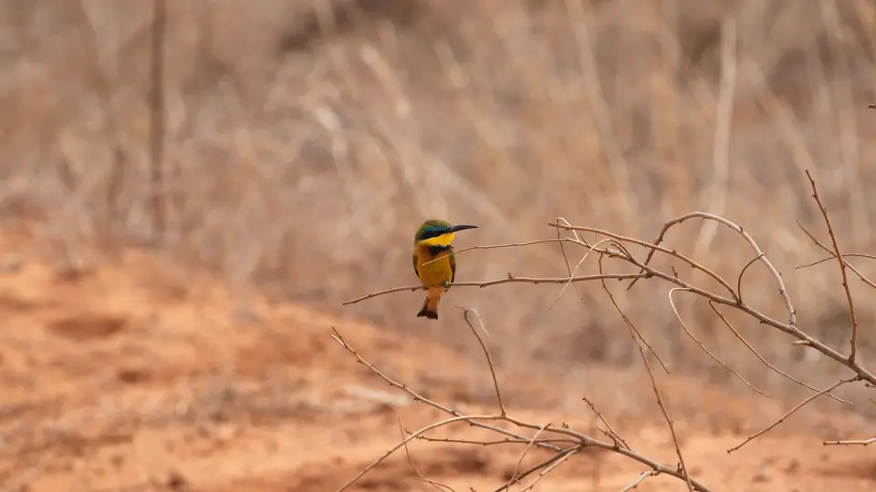 IMG_0193114.1LittleBee-Eater.jpg