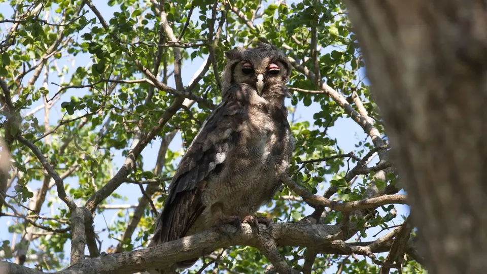 IMG_0199240.1GiantEagleOwl.jpg