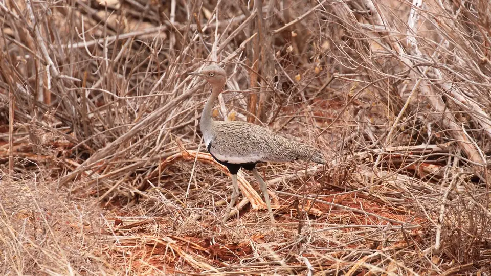 IMG_0216058.1Buff-crestedBustard.jpg