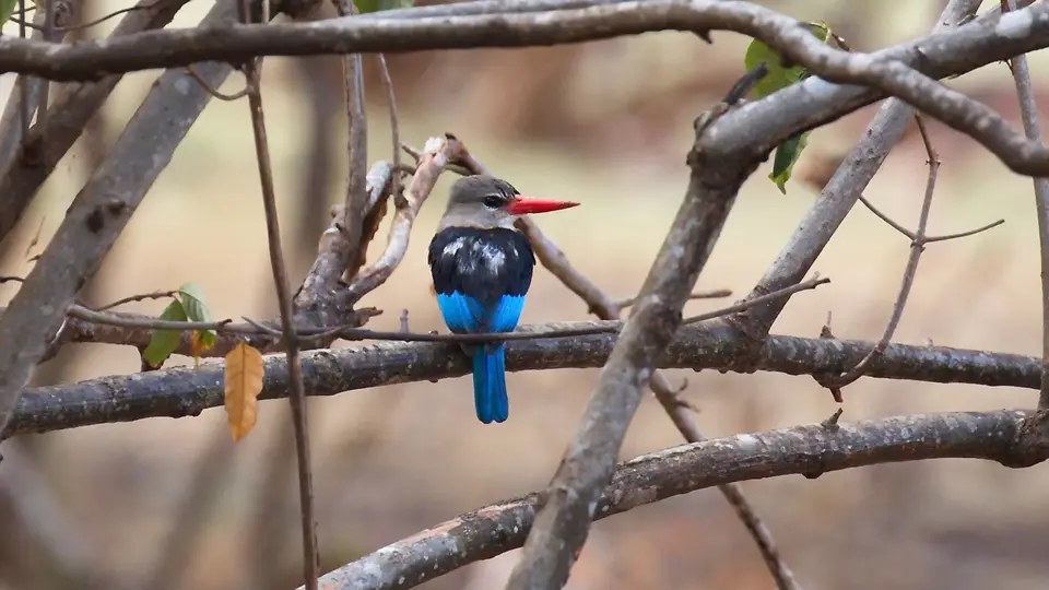 IMG_0271111.3Grey-headedKingfisher.jpg