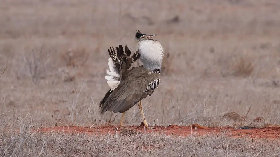 IMG_0321057.3KoriBustard.jpg
