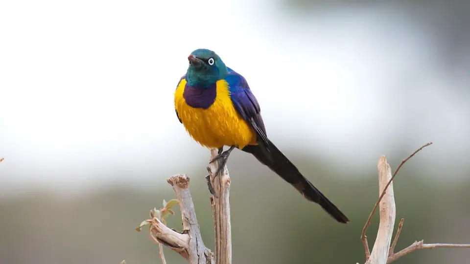 IMG_0385248.1Golden-breastedStarling.jpg