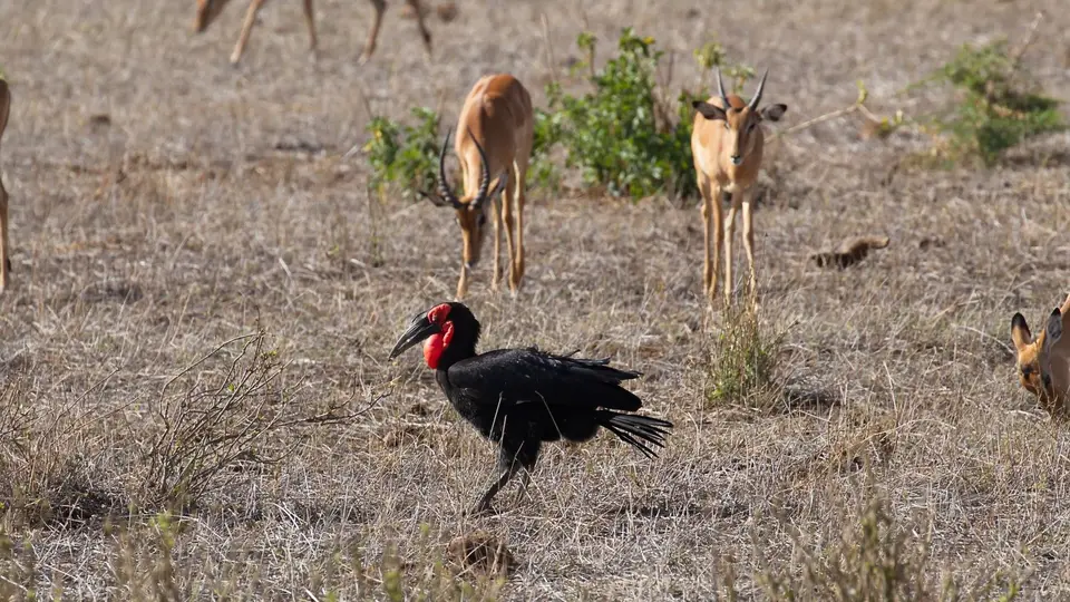 IMG_0500125.2SouthernGroundHornbill.jpg